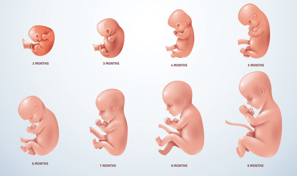 Razvoj fetusa